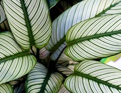 Pinstripe Calathea, Calathea Ornata
Shutterstock.com
New York, NY