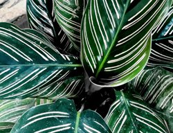 Pinstripe Calathea, Calathea Ornata, Striped Leaves
Shutterstock.com
New York, NY