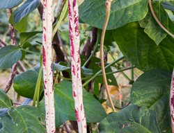 Pinto Bean Plant, Pinto Beans
Shutterstock.com
New York, NY