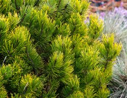 Pinus Mugo, Carsten’s Wintergold, Pine
Garden Design
Calimesa, CA