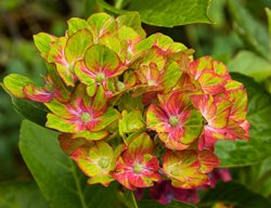 Pistachio Hydrangea, Hydrangea Macrophylla
Garden Design
Calimesa, CA