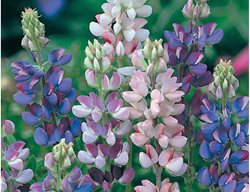 Pixie Delight, Lupinus Hartwegii Nanus
Seed Needs
