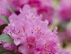 Pjm Rhododendron, Hardy Rhododendron
Shutterstock.com
New York, NY