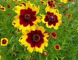 Plains Coreopsis, Coreopsis Tinctoria
Shutterstock.com
New York, NY
