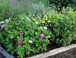 Plan A Complete Cutting Garden
Garden Design
Calimesa, CA