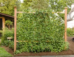 Plan To Garden Vertically
Garden Design
Calimesa, CA