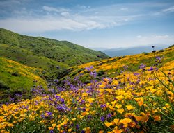 Plan To Go Wildflower Watching
Garden Design
Calimesa, CA
