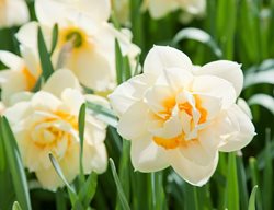 Plan Your Bulb Garden And Order Bulbs Now
Garden Design
Calimesa, CA