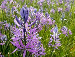 Plan Your Bulb Garden & Start Buying
Garden Design
Calimesa, CA