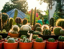 Plan Your Garden For Fall Planting
Garden Design
Calimesa, CA