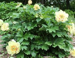 Plant And Divide Peonies
Garden Design
Calimesa, CA