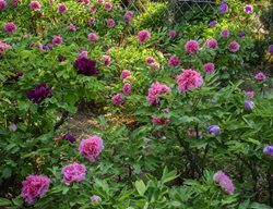 Plant And Divide Peonies
Garden Design
Calimesa, CA