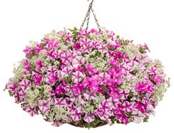 Plant Annuals For Early Color
Garden Design
Calimesa, CA