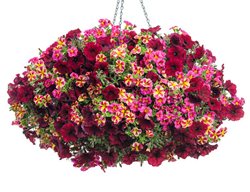 Plant Annuals In Hanging Baskets For Early Color
Garden Design
Calimesa, CA