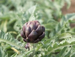 Plant Artichokes 
Garden Design
Calimesa, CA