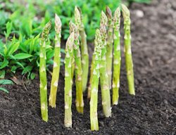 Plant Asparagus Crowns
Garden Design
Calimesa, CA