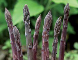 Plant Asparagus 
Garden Design
Calimesa, CA
