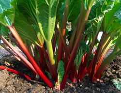 Plant Asparagus & Rhubarb
Garden Design
Calimesa, CA