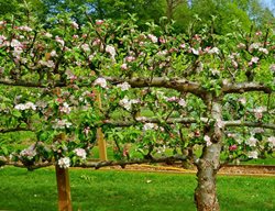 Plant Bare-Root Fruit Trees & Berries
Garden Design
Calimesa, CA