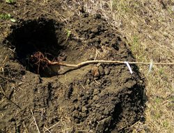 Plant Bare-Root Fruit Trees
Garden Design
Calimesa, CA