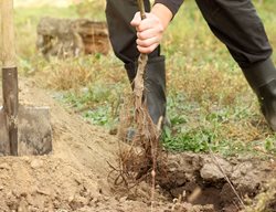 Plant Bare-Root Fruit Trees
Garden Design
Calimesa, CA