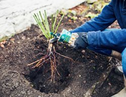 Plant Bare-Root Roses, Berries, And Grapes
Garden Design
Calimesa, CA