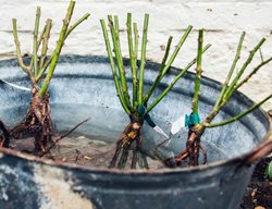 Plant Bare-Root Roses
Garden Design
Calimesa, CA