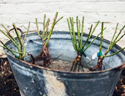 Plant Bare-Root Roses
Garden Design
Calimesa, CA