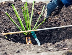 Plant Bare-Root Roses
Garden Design
Calimesa, CA