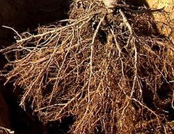 Plant Bare-Root Trees
Garden Design
Calimesa, CA