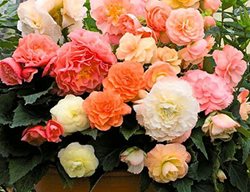 Plant Begonias Indoors
Garden Design
Calimesa, CA