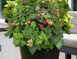 Plant Blackberries
Garden Design
Calimesa, CA