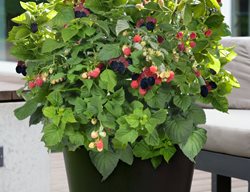 Plant Blackberries
Garden Design
Calimesa, CA