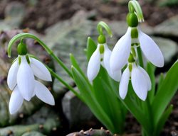 Plant Bulbs, Corms, & Tubers
Garden Design
Calimesa, CA