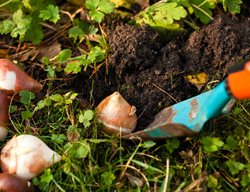 Plant Bulbs, Corms & Tubers
Garden Design
Calimesa, CA