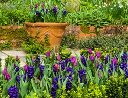 Plant Bulbs
Garden Design
Calimesa, CA