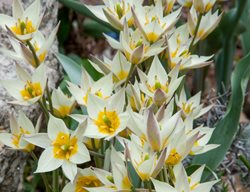Plant Bulbs
Garden Design
Calimesa, CA