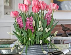 Plant Bulbs In Containers Indoors
Garden Design
Calimesa, CA