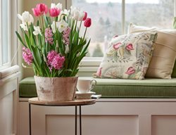 Plant Bulbs In Indoor Containers
Garden Design
Calimesa, CA