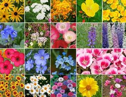 Plant California Wildflowers
Garden Design
Calimesa, CA