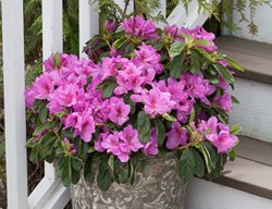 Plant Camellias & Azaleas
Garden Design
Calimesa, CA