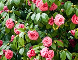 Plant Camellias
Garden Design
Calimesa, CA