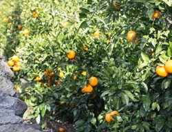 Plant Citrus
Garden Design
Calimesa, CA