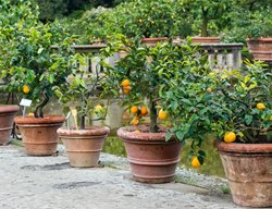 Plant Citrus In Pots
Garden Design
Calimesa, CA