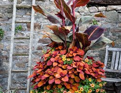 Plant Combination, Canna, Petunia, Coleus
Garden Design
Calimesa, CA