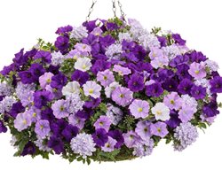 Plant Combinations
Garden Design
Calimesa, CA