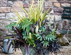 Plant Combo, Lily, Sweet Potato Vine
Garden Design
Calimesa, CA