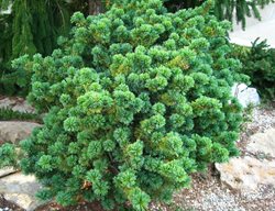 Plant Conifers
Garden Design
Calimesa, CA