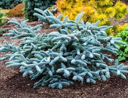 Plant Conifers Now And Into The Fall
Garden Design
Calimesa, CA