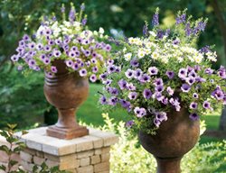 Plant Containers
Garden Design
Calimesa, CA